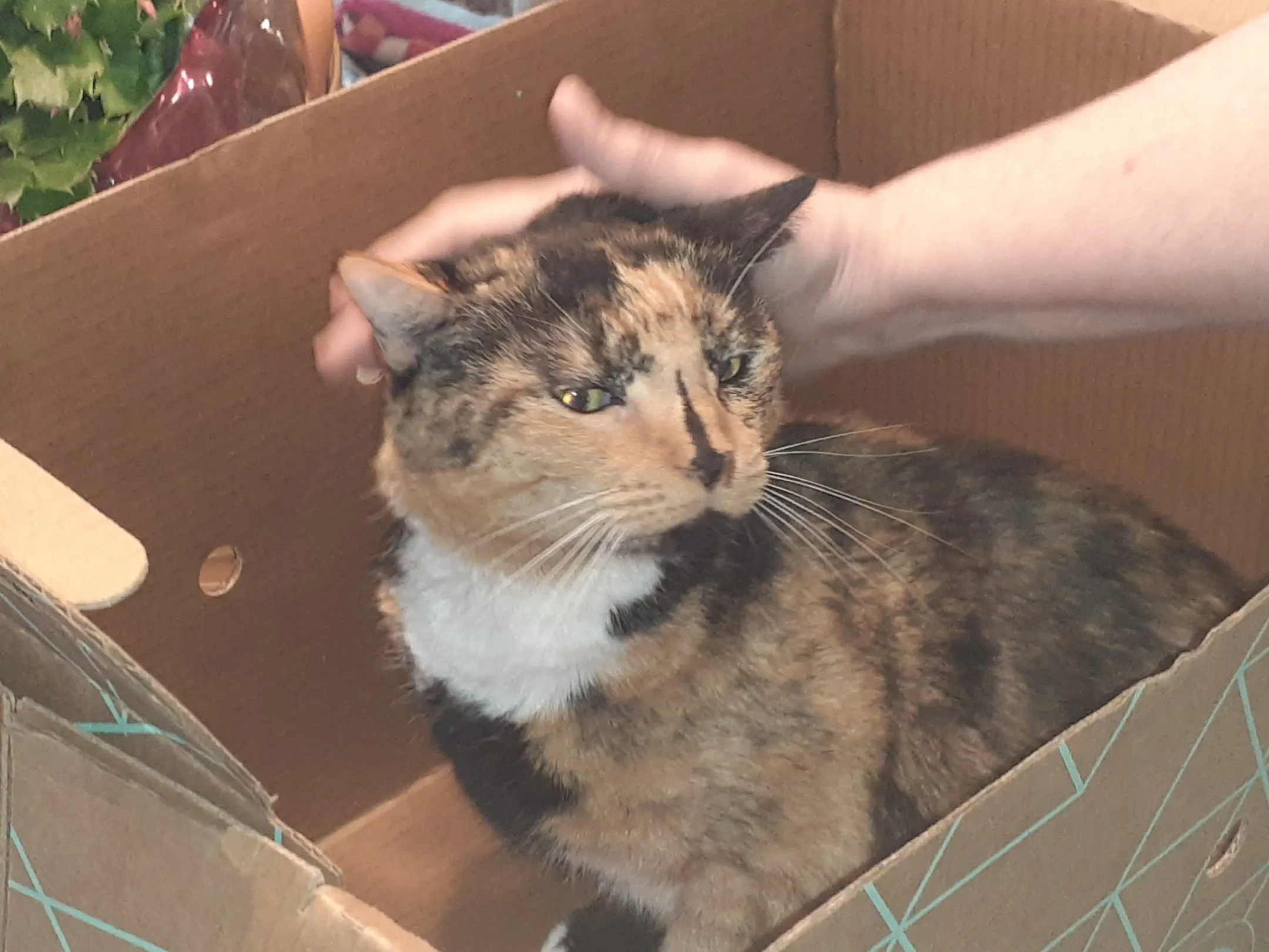 Cats Desire Disposable Pet Carrier