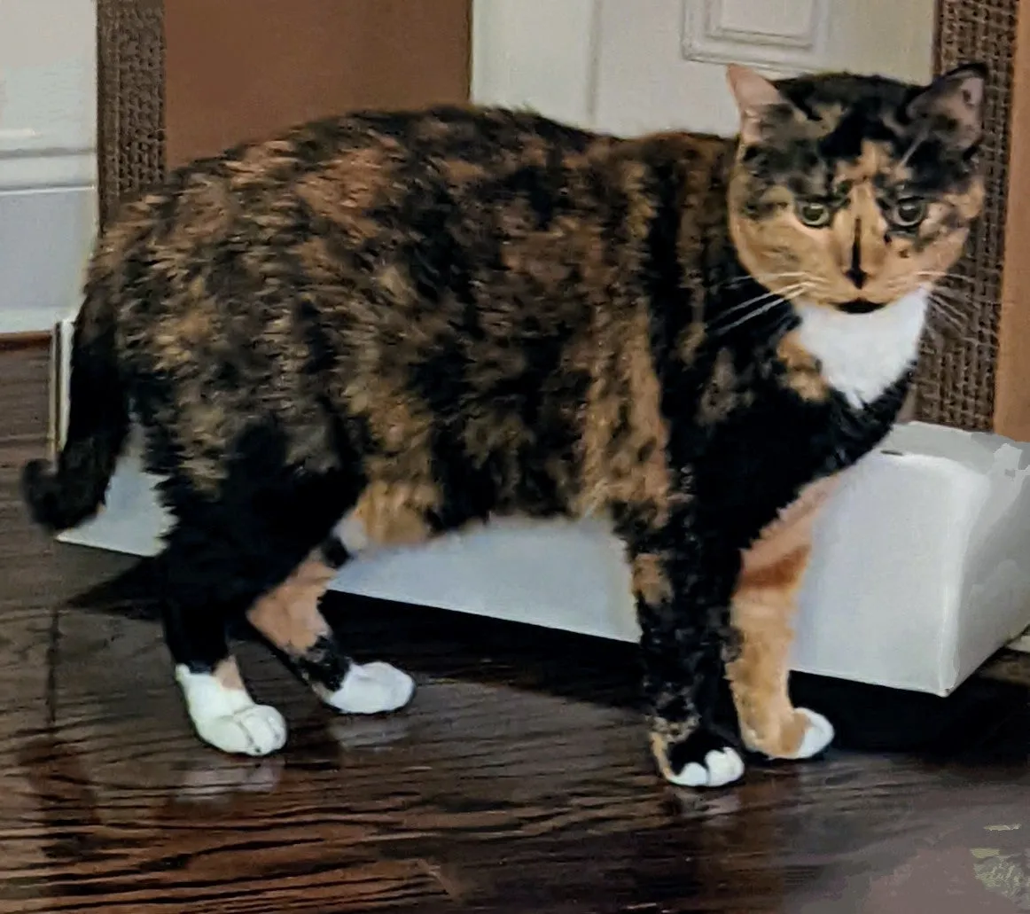 Cats Desire Disposable Pet Carrier