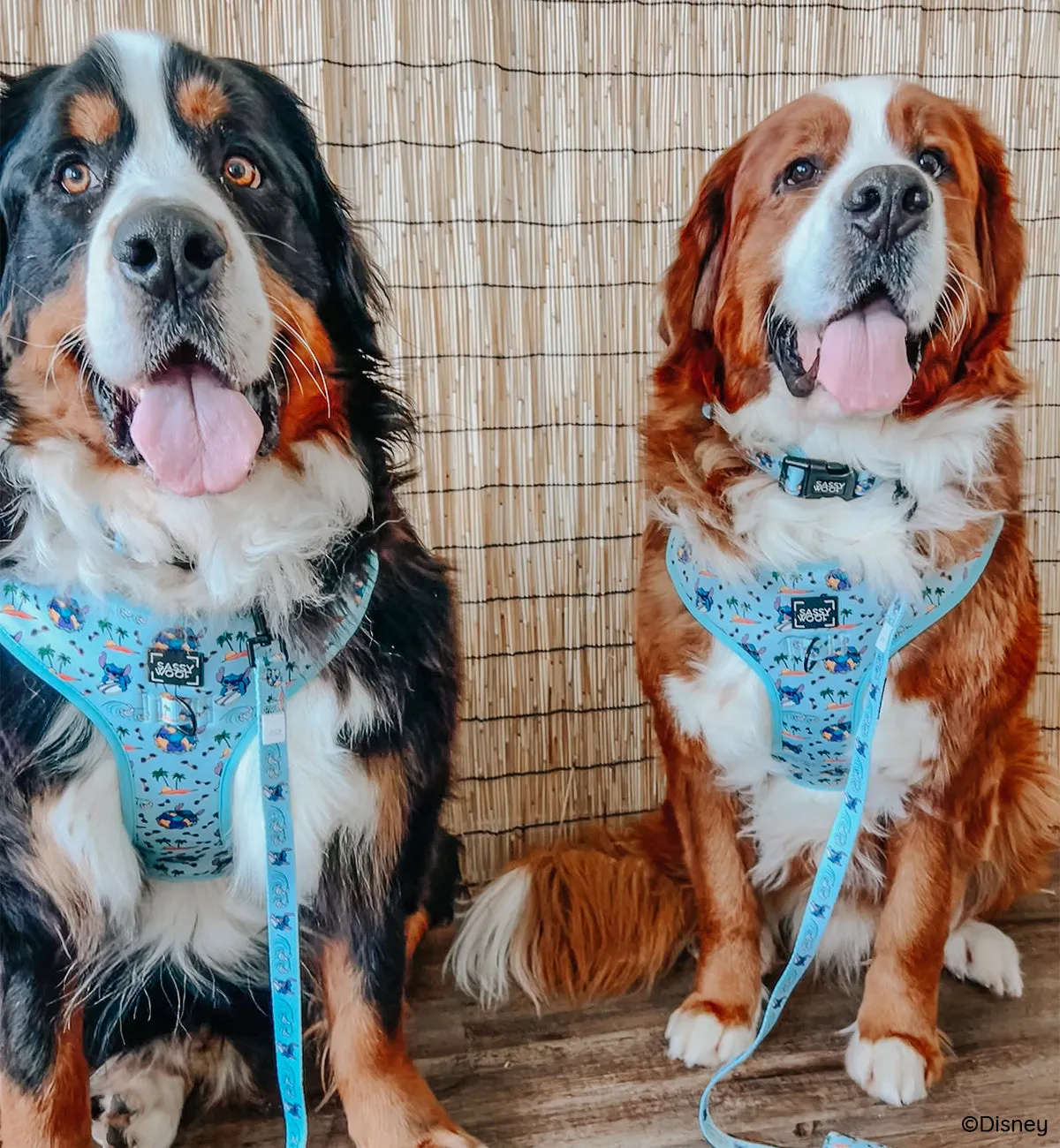 Dog Two Piece Bundle -  Disney's Stitch