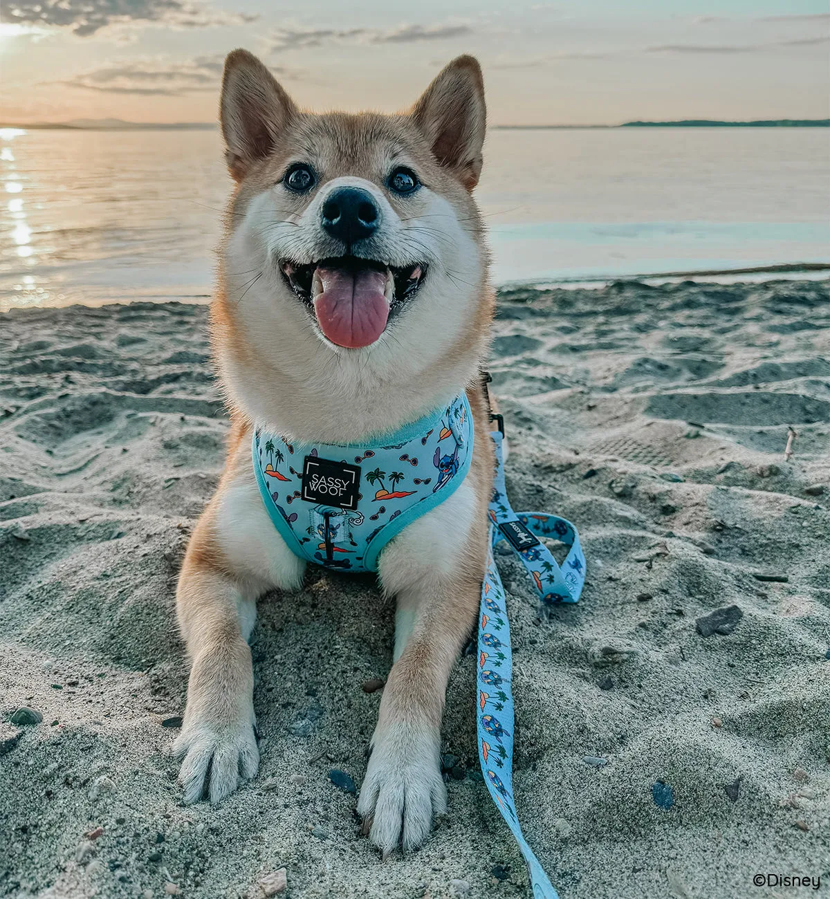 Dog Two Piece Bundle -  Disney's Stitch