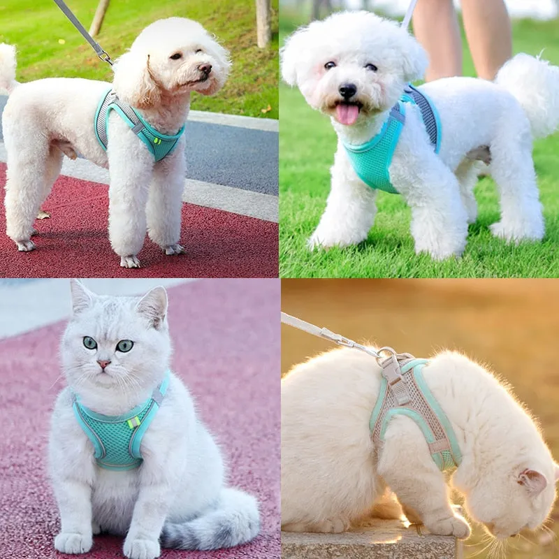 Pat and Pet Emporium | Pet Harnesses | Small Pet Harness Sets