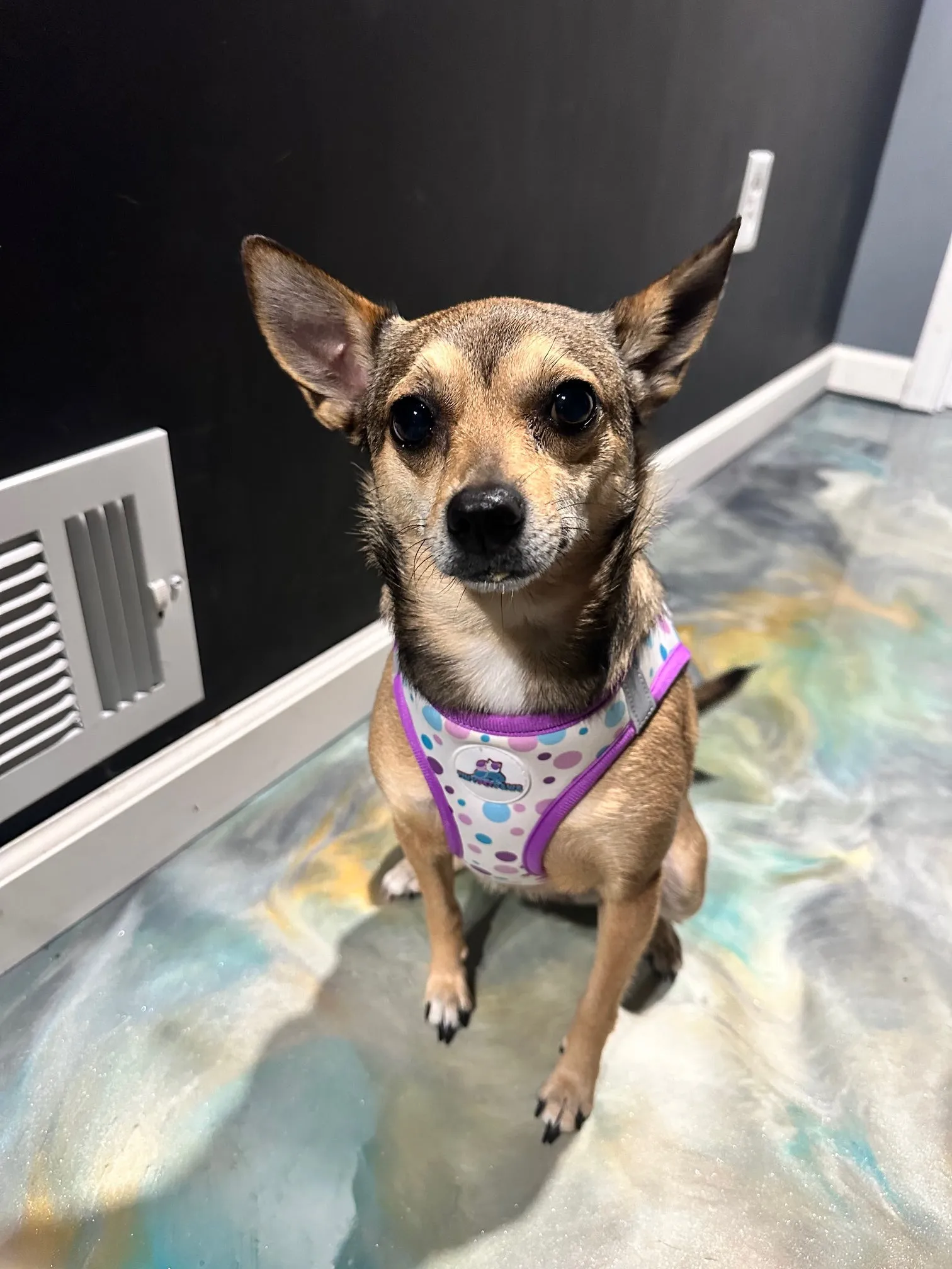 Purple Harness Set