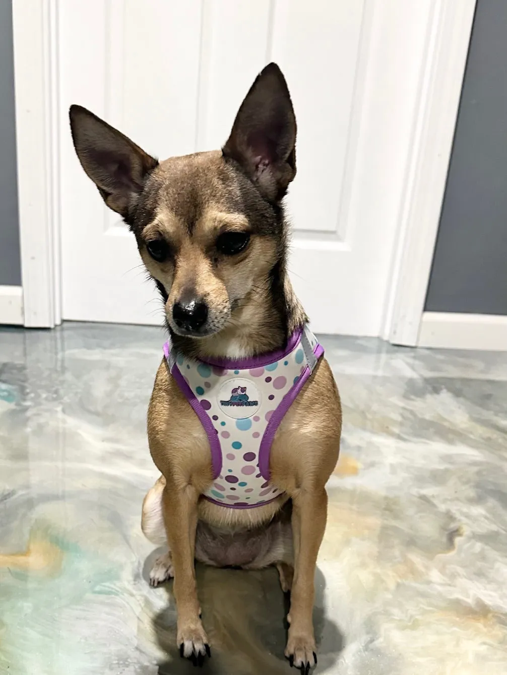 Purple Harness Set
